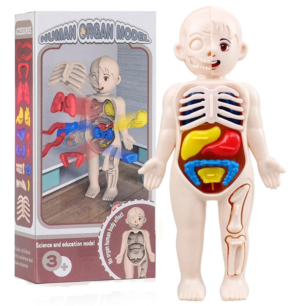 Montessori Toys Children Science Education Human Body Organ Anatomy Model DIY Assembled Medical Toys Teaching Tools Child Kids Learn Science 