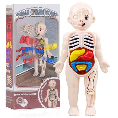 Montessori Toys Children Science Education Human Body Organ Anatomy Model DIY Assembled Medical Toys Teaching Tools Child Kids Learn Science 