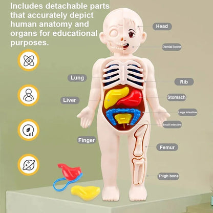 Montessori Toys Children Science Education Human Body Organ Anatomy Model DIY Assembled Medical Toys Teaching Tools Child Kids Learn Science 