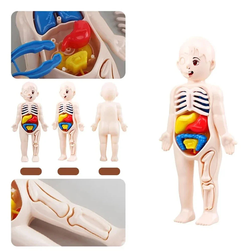 Montessori Toys Children Science Education Human Body Organ Anatomy Model DIY Assembled Medical Toys Teaching Tools Child Kids Learn Science 