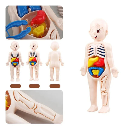 Montessori Toys Children Science Education Human Body Organ Anatomy Model DIY Assembled Medical Toys Teaching Tools Child Kids Learn Science 