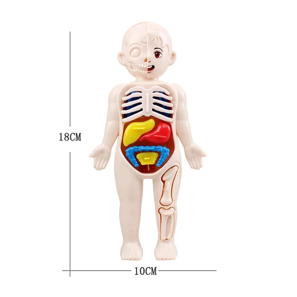Montessori Toys Children Science Education Human Body Organ Anatomy Model DIY Assembled Medical Toys Teaching Tools Child Kids Learn Science 